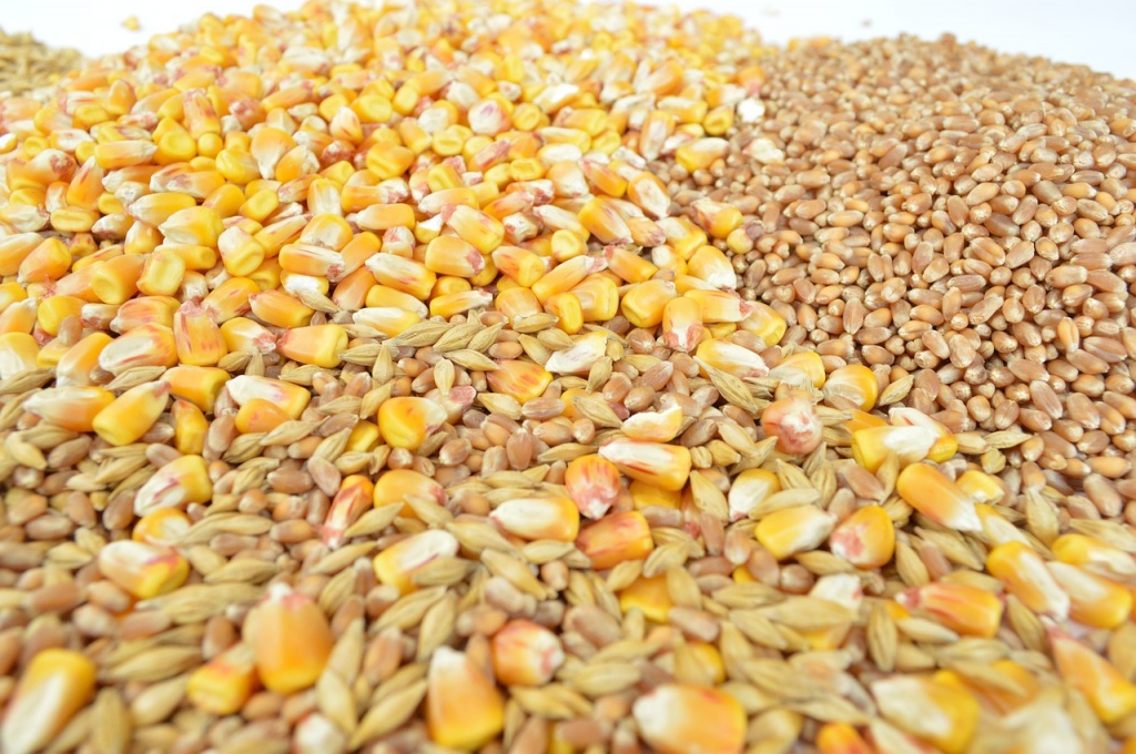 Урожайный код. В России разрабатывают правила зерновой торговли
